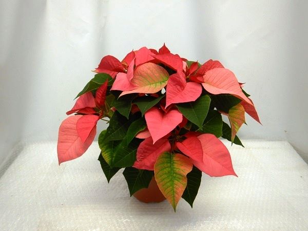 POINSETTIA TOUFFE