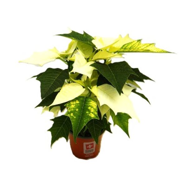 POINSETTIA TOUFFE