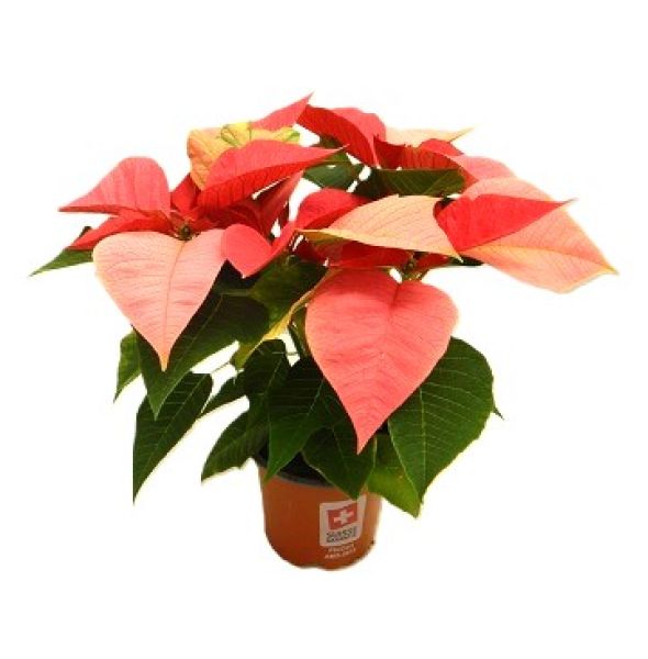 POINSETTIA TOUFFE