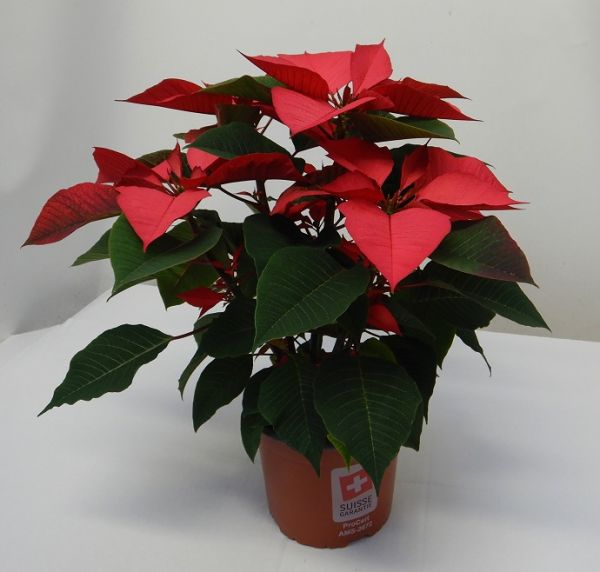 POINSETTIA TOUFFE