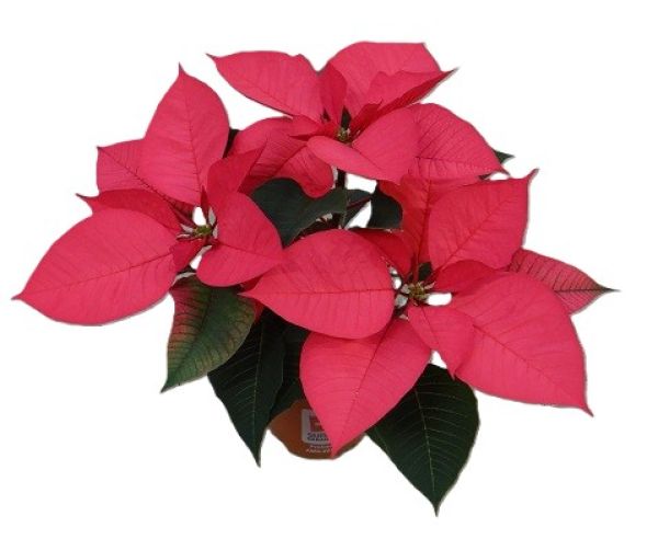 POINSETTIA TOUFFE