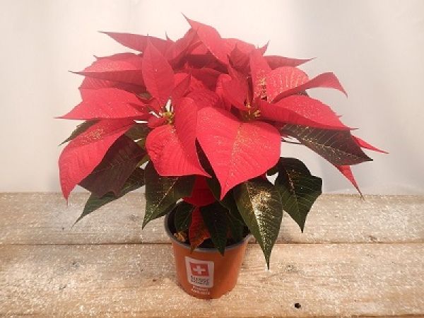 POINSETTIA TOUFFE + PAILLETTES