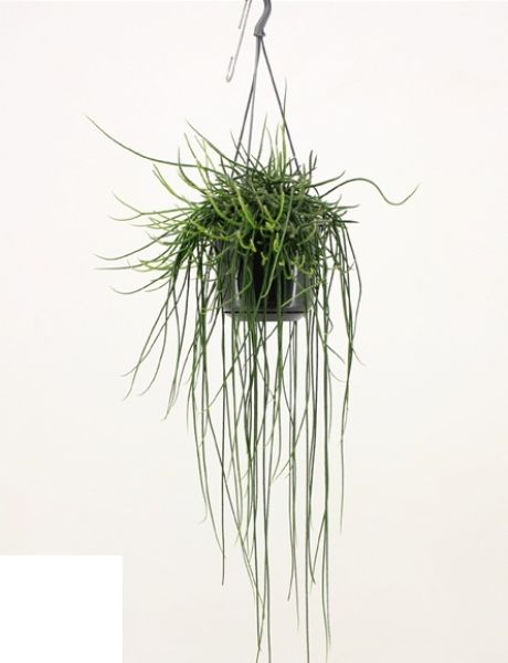 RHIPSALIS FLOCCOSA