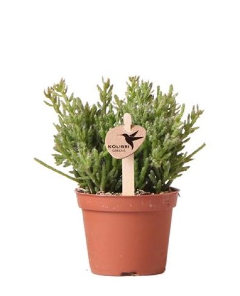 RHIPSALIS MESEMBRIANTHEMOIDES