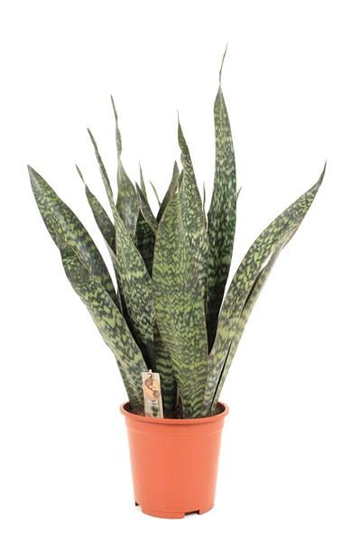 SANSEVERIA JAMAIQUINA