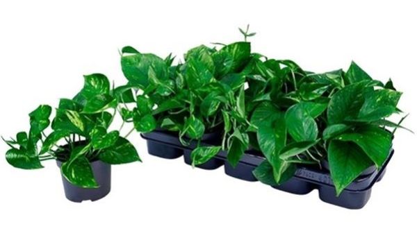 SCINDAPSUS PINNATUM AUREUM