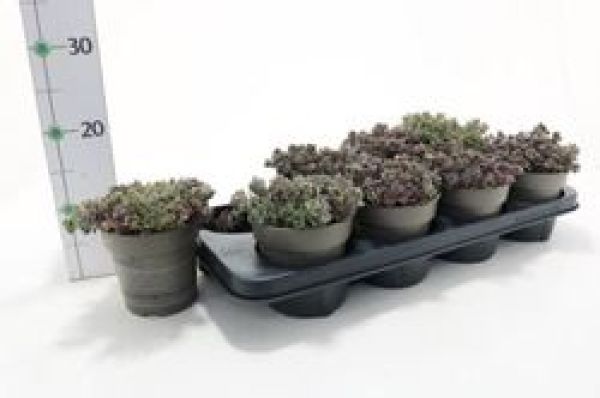 SEDUM SPATHULIFOLIUM