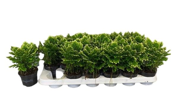 SELAGINELLA MARTENSII JORI