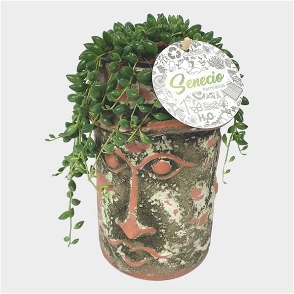 SENECIO HERREIANUS MAYA