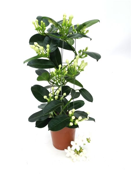 STEPHANOTIS CYLINDER