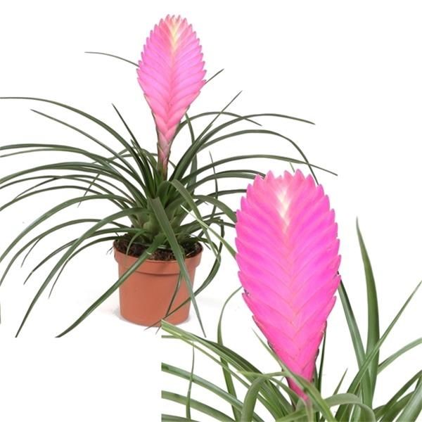 TILLANDSIA CYANEA