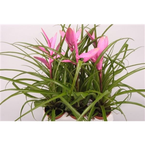 TILLANDSIA CYANEA ALEXANDER