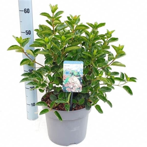 VIBURNUM TINUS LISAROSE