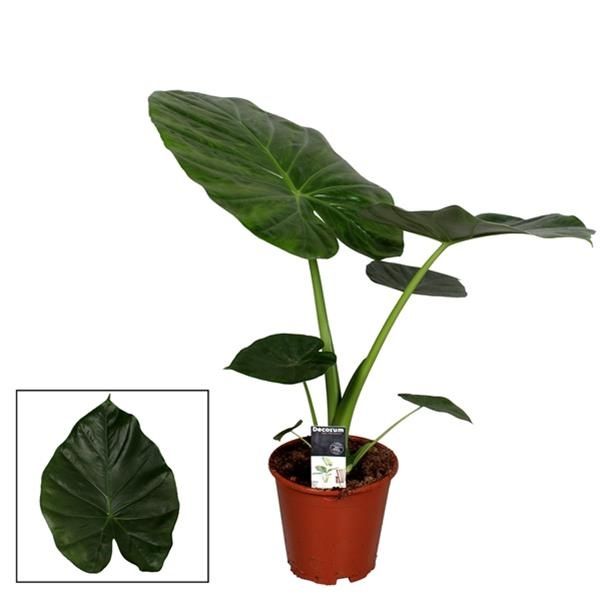ALOCASIA MACRORRHIZA
