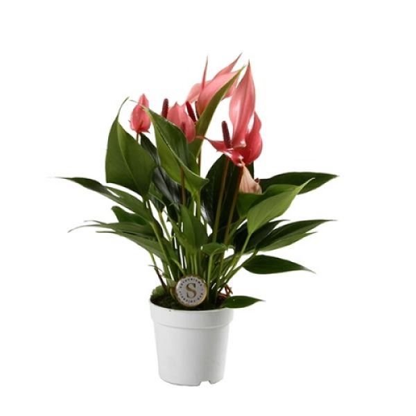 ANTHURIUM LILLI