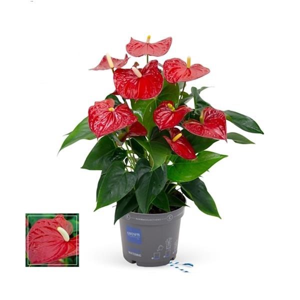 ANTHURIUM RED
