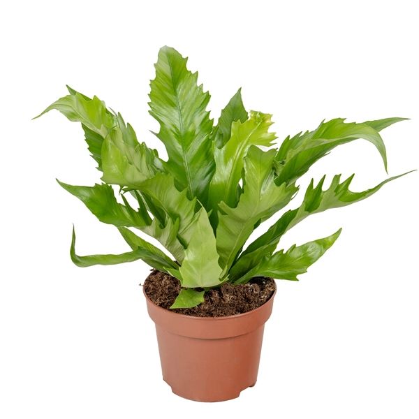 ASPLENIUM GIOIA