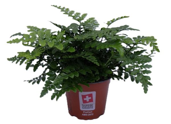 ASPLENIUM PARVATI
