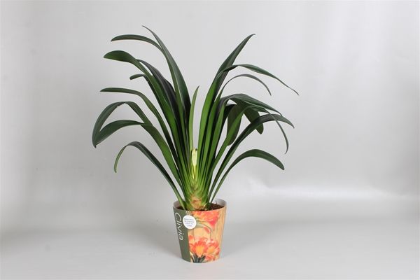 CLIVIA MINIATA 