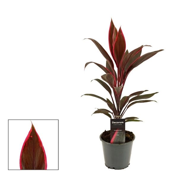 CORDYLINE KIWI TANGO