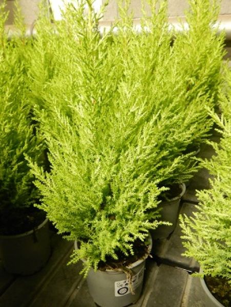 CUPRESSUS GOLDCREST WILMA