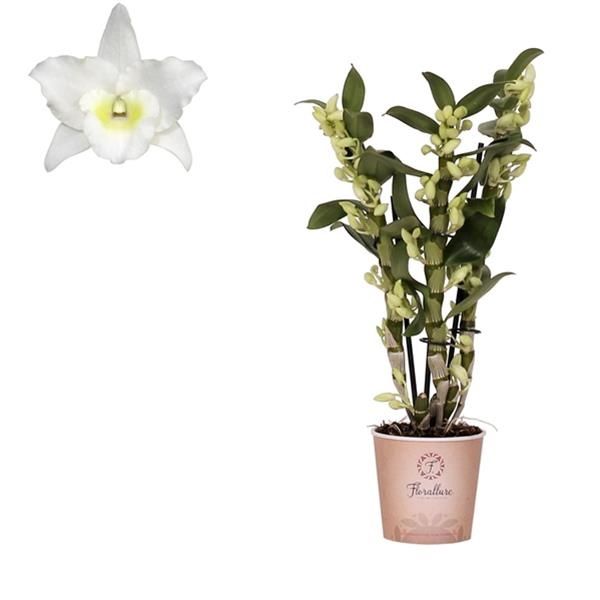 DENDROBIUM NOBILE 3T