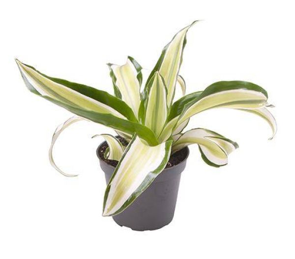 DRACAENA DEREMENSIS MALAIKA