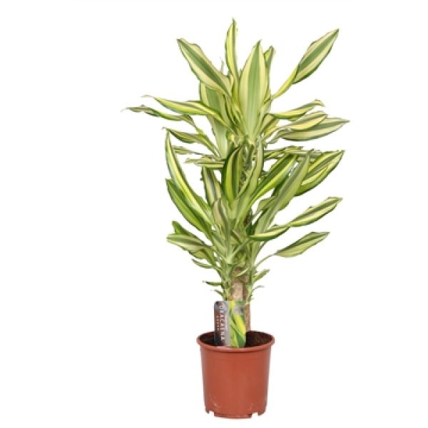 DRACAENA FRAGRANS YELLOW COAST