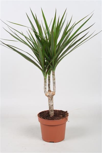 DRACAENA MARGINATA