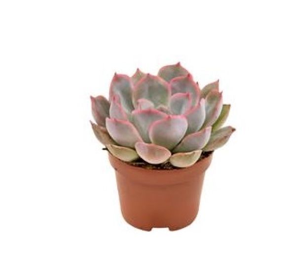 ECHEVERIA SUMMER
