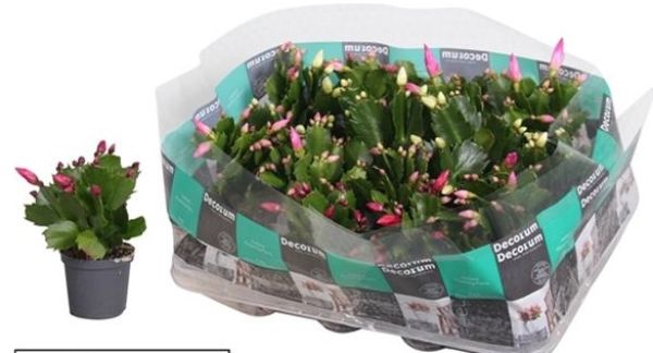 EPIPHYLLUM SCHLUMBERGERA