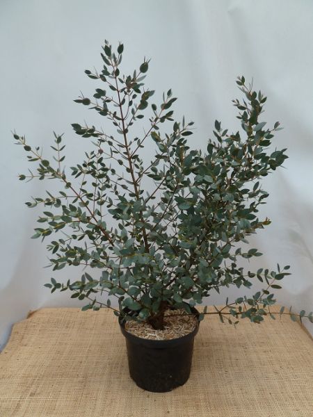 EUCALYPTUS COCCIFERA