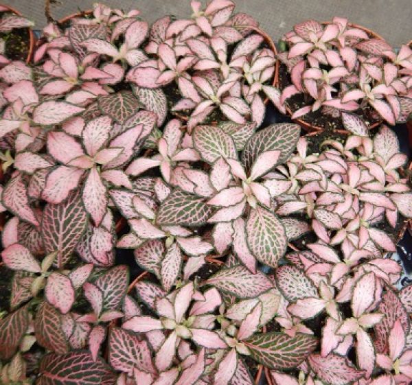 FITTONIA PINK FOREST FLAME
