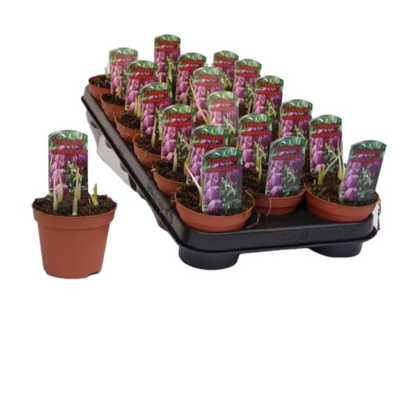 FRITILLARIA MELEAGRIS