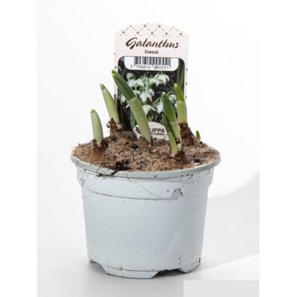 GALANTHUS NIVALIS