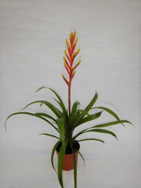 GUZMANIA DISSITIFLORA