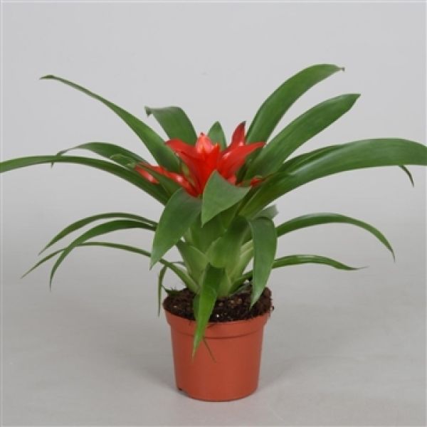 GUZMANIA TEMPO