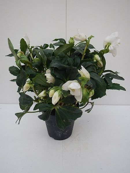 HELLEBORUS HGC JOEL