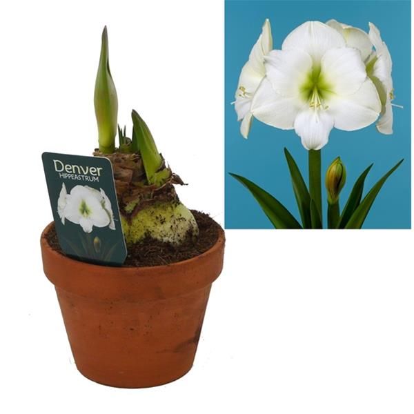 HIPPEASTRUM DENVERS POT TERRE