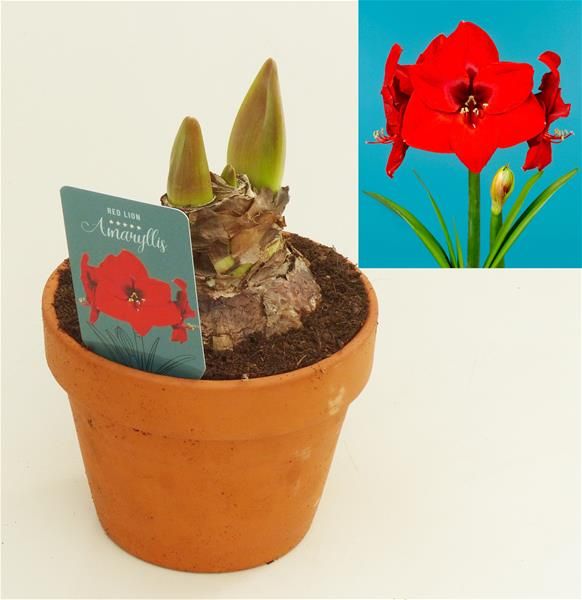HIPPEASTRUM RED LION POT TERRE