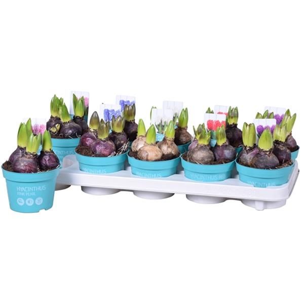 HYACINTHUS MIX