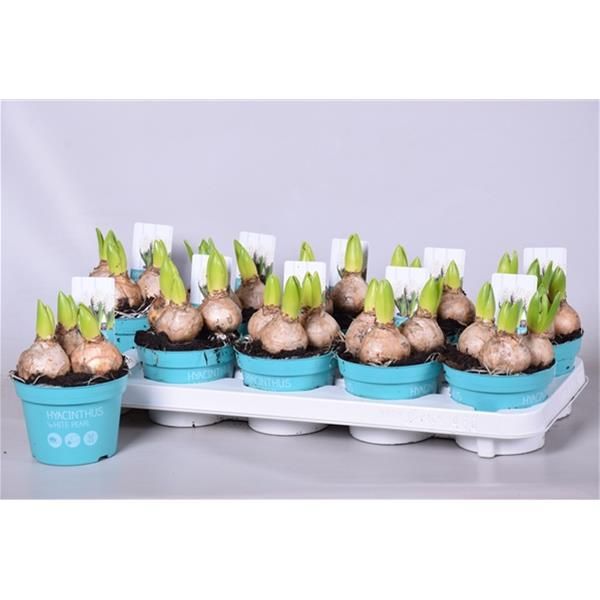 HYACINTHUS WHITE PEARL