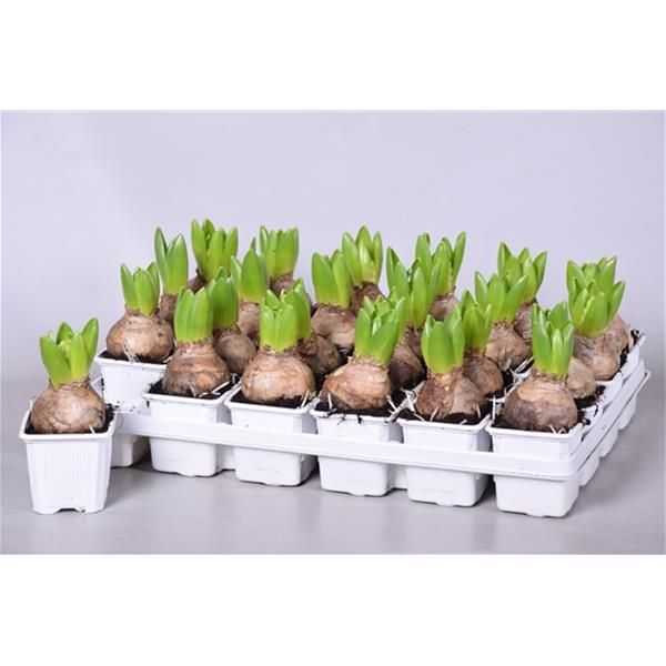 HYACINTHUS WHITE PEARL