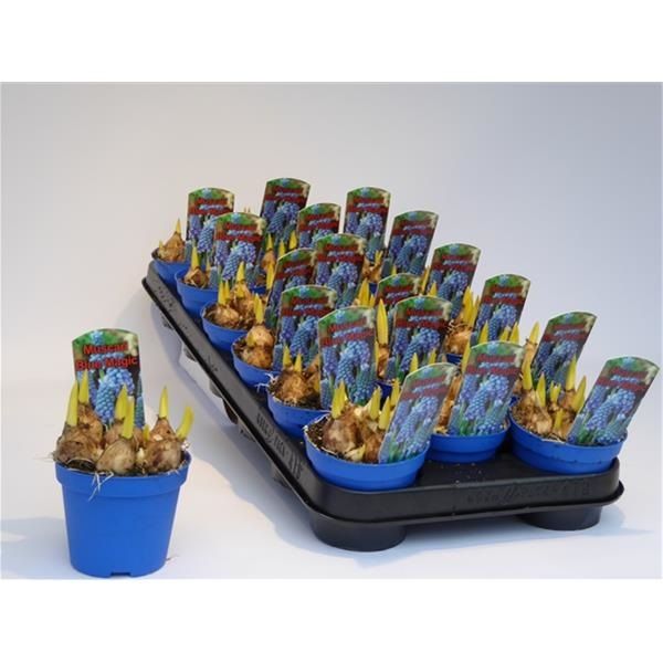 MUSCARI BLUE MAGIC