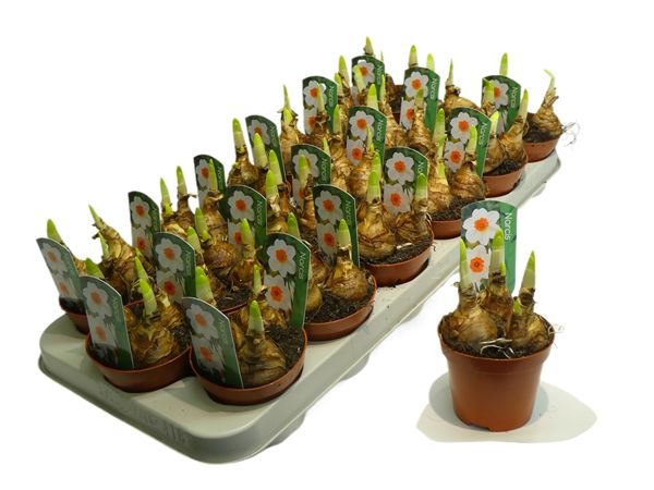 NARCISSUS BERNETT BROWNING