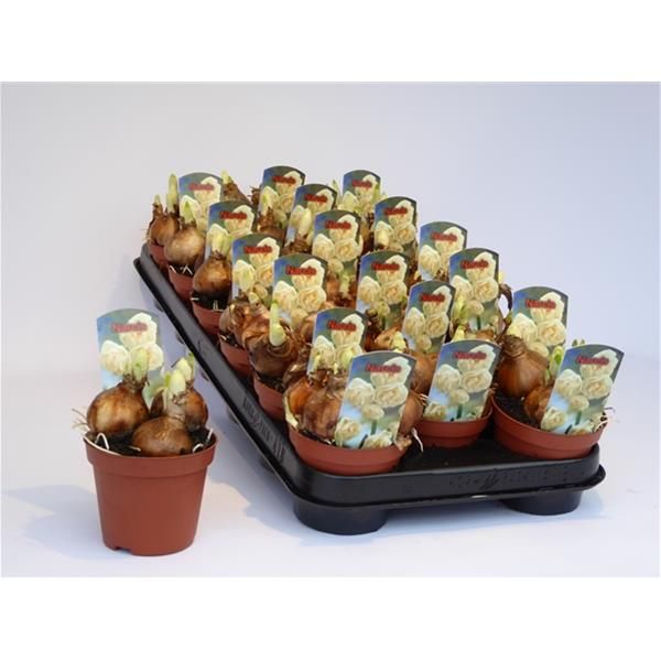 NARCISSUS BRIDAL CROWN