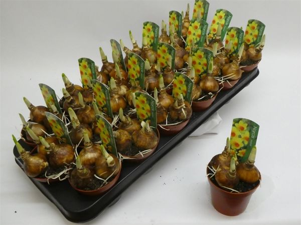 NARCISSUS BRIGHT DAY