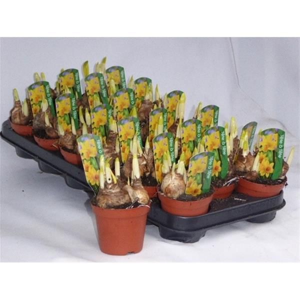 NARCISSUS TETE A TETE