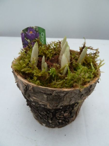 O-CROCUS BOULEAU PETIT