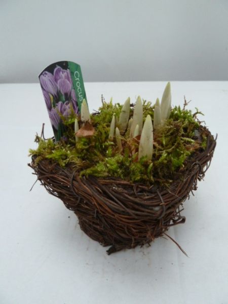 O-CROCUS SALIM PETIT